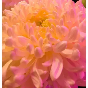 48 MP ultrawide for Pixel's best Macro Focus.