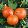 Seeds — Apte Dynia Olbrzymia Dolores (giant pumpkin) seeds, packet 5 g