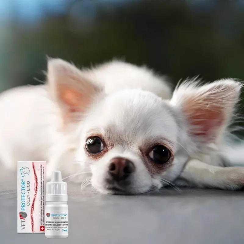Eye drops JM Sante Vet Protector Ligo 3 ml for dogs and cats — ophthalmic wash for keratitis, retinitis, ocular trauma