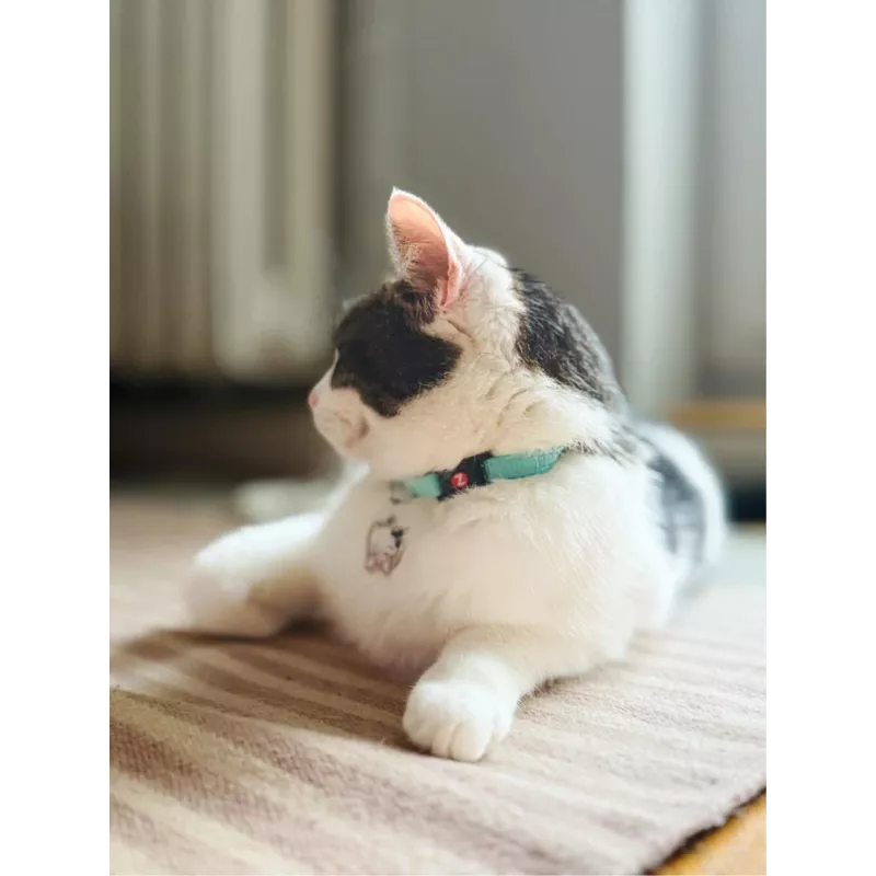 ZOLUX Chatouille blue - cat collar