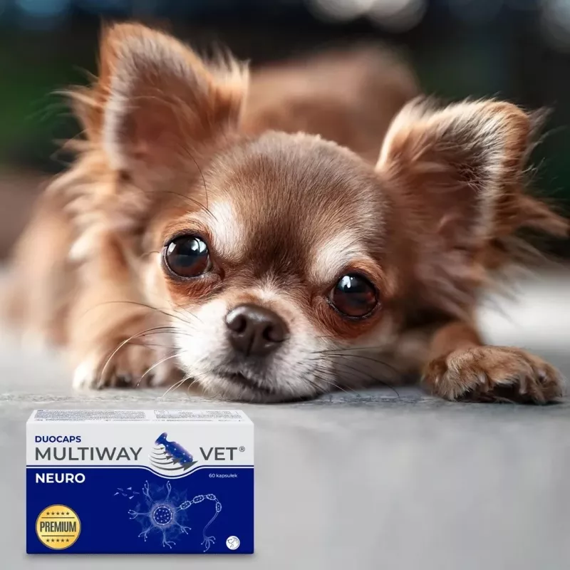 Dietary supplement capsules JM Sante Multiway Neuro for dogs and cats, 60 pcs, 150 g, reduces nervous tension