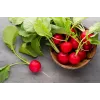 Saxa 3 Radish Seeds, 10g Vegetable Seed Pack