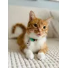 Cat collar ZOLUX CHATOUILLE with bird-shaped charm, green