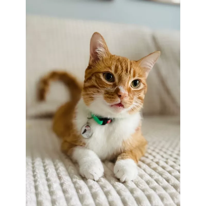 Cat collar ZOLUX CHATOUILLE with bird-shaped charm, green