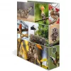 Ring binder HERMA 19254 A4 Multicolour D-ring Storage 285x315mm