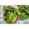 Srem Cucumber F1 Toraf Vegetable Seeds, 5g Pack