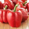 Seed Pellets Seklos LT Ożarowska Pepper 50 seeds (coated)