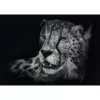 Ashley Rader: Speed - Gepard, In the Sign of Grace, Puzzle 1000 Pieces