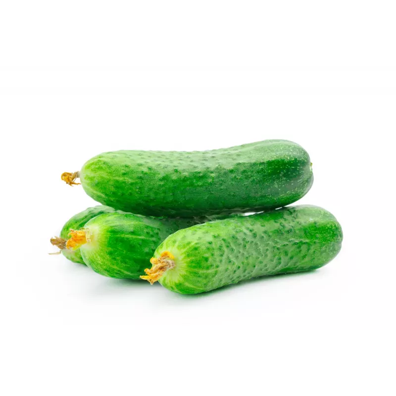 Polan F1 Cucumber PNOS Seeds on Tape, 6m Tape