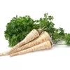 Seed tape Apte Pietruszka Alba 6 m — medium‑late parsley variety for processing