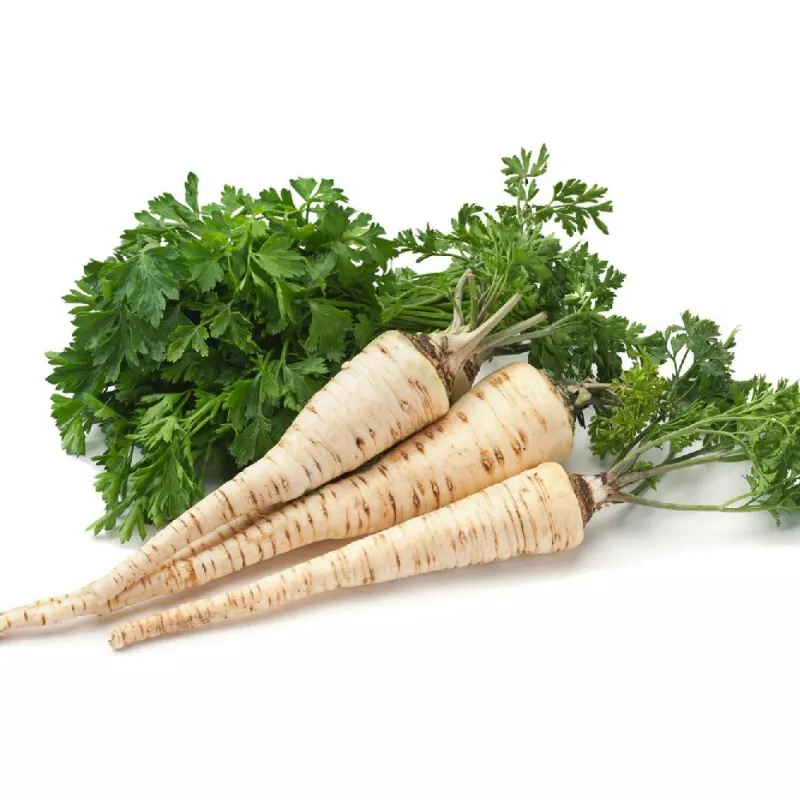 Seed tape Apte Pietruszka Alba 6 m — medium‑late parsley variety for processing