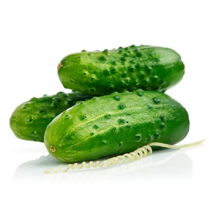 Cucumber seeds Apte Cucumber Portal F1 — tape 6 m, mid-early variety for pickling