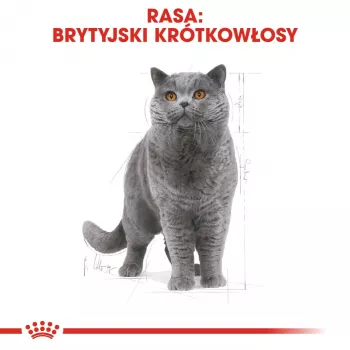 Wet Cat Food Royal Canin British Shorthair Adult sachet 85 g, poultry, ROYAL CANIN Feline Breed Nutrition
