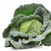 Vegetable Seeds Apte Savoy Cabbage Langedijska — seed pack 2 g
