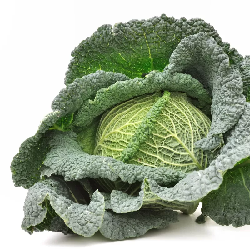 Vegetable Seeds Apte Savoy Cabbage Langedijska — seed pack 2 g