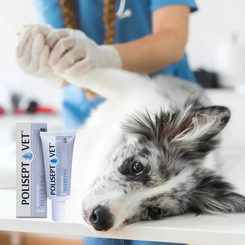 Wound gel JM Sante Polisept Vet Silver Pro 30 ml — topical wound care for dogs and cats, 30 ml tube