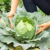 Seed packet Apte — White Head Cabbage 'Roem Van Enkhuizen' (2 g) vegetable seeds