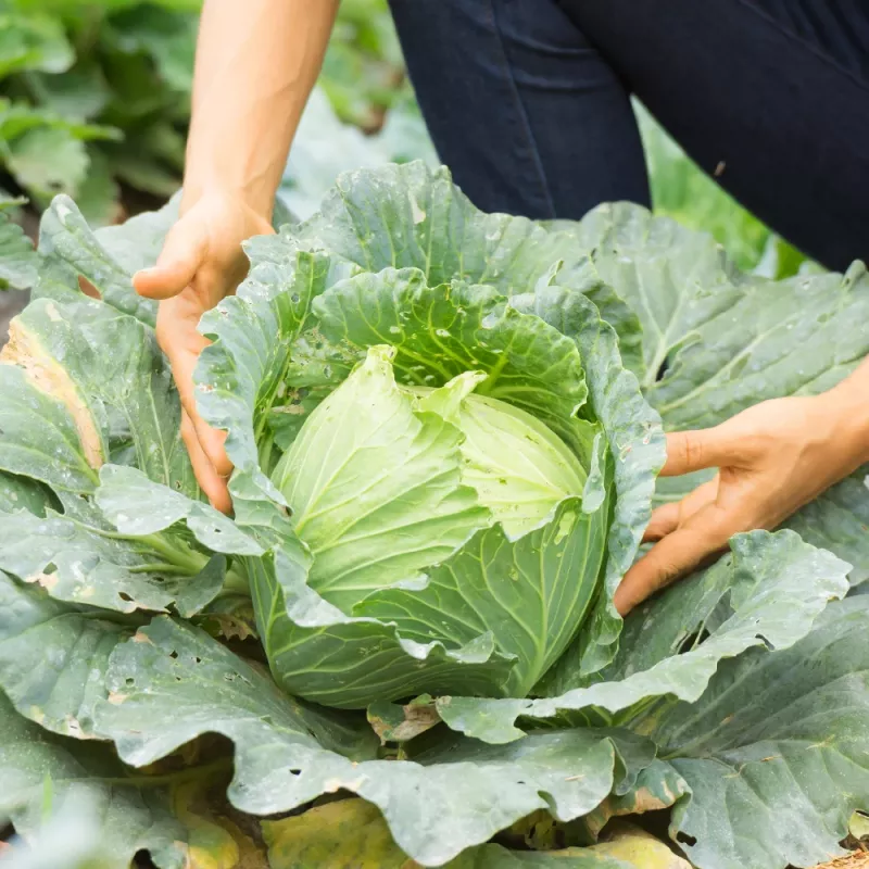 Seed packet Apte — White Head Cabbage 'Roem Van Enkhuizen' (2 g) vegetable seeds
