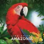 Life of the Amazonia, Board Game