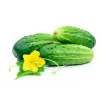 Soplica F1 Toraf Cucumber Seeds, 5g Vegetable Seed Package