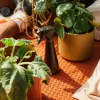 Plant Care Sprayer 1071306