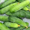 Cucumber Apte ŚREMSKI F1 on Tape 60 seeds, 6 m strip — early pickling variety