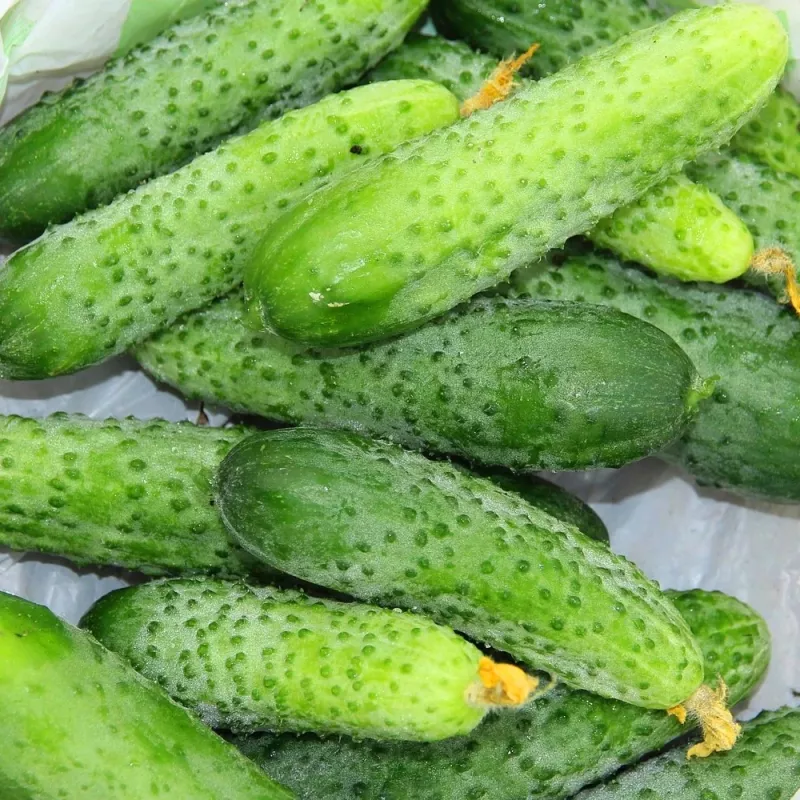 Cucumber Apte ŚREMSKI F1 on Tape 60 seeds, 6 m strip — early pickling variety