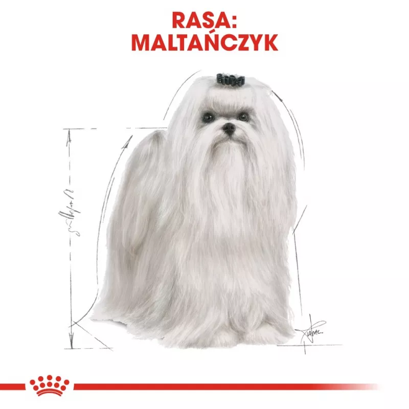 Dry dog food Royal Canin Maltese Adult 1.5 kg — chicken, 24% protein, 18% fat