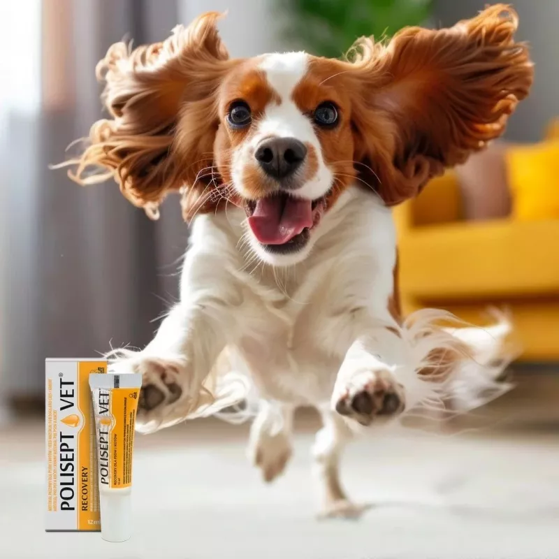 Oral energy supplement JM Sante Polisept Vet Recovery tube 12 ml for adult dogs and cats, convalescence