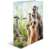 Ring binder HERMA 20048 A4 Multicolour D-ring Cardboard