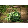 Wisconsin Cucumber SMR 58 Toraf Vegetable Seeds, 5g Pack