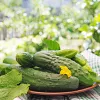 Cucumber seeds Apte Cucumber Portal F1 — tape 6 m, mid-early variety for pickling