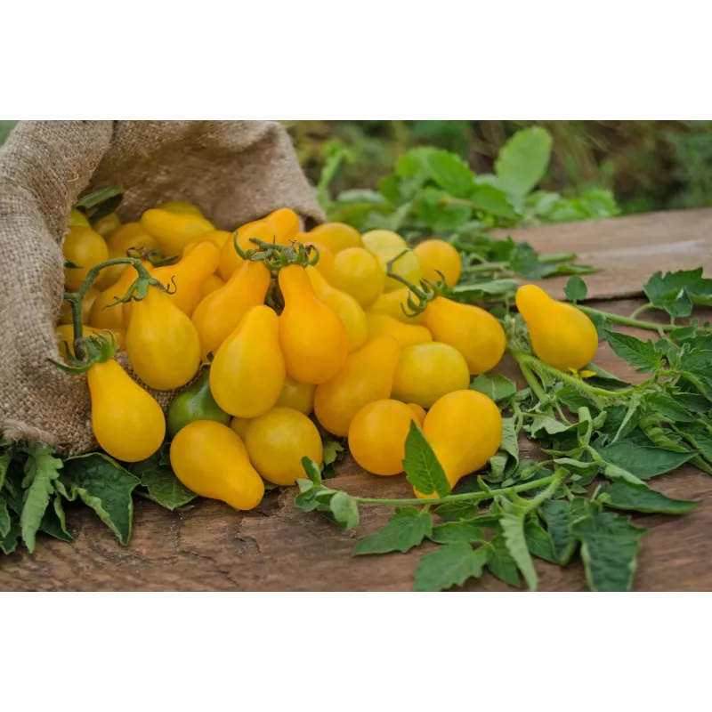 Cherry Tomato Perun Toraf Vegetable Seeds, 0.5g Pack