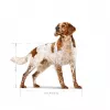 Royal Canin SHN Medium Adult dry dog food, 15 kg