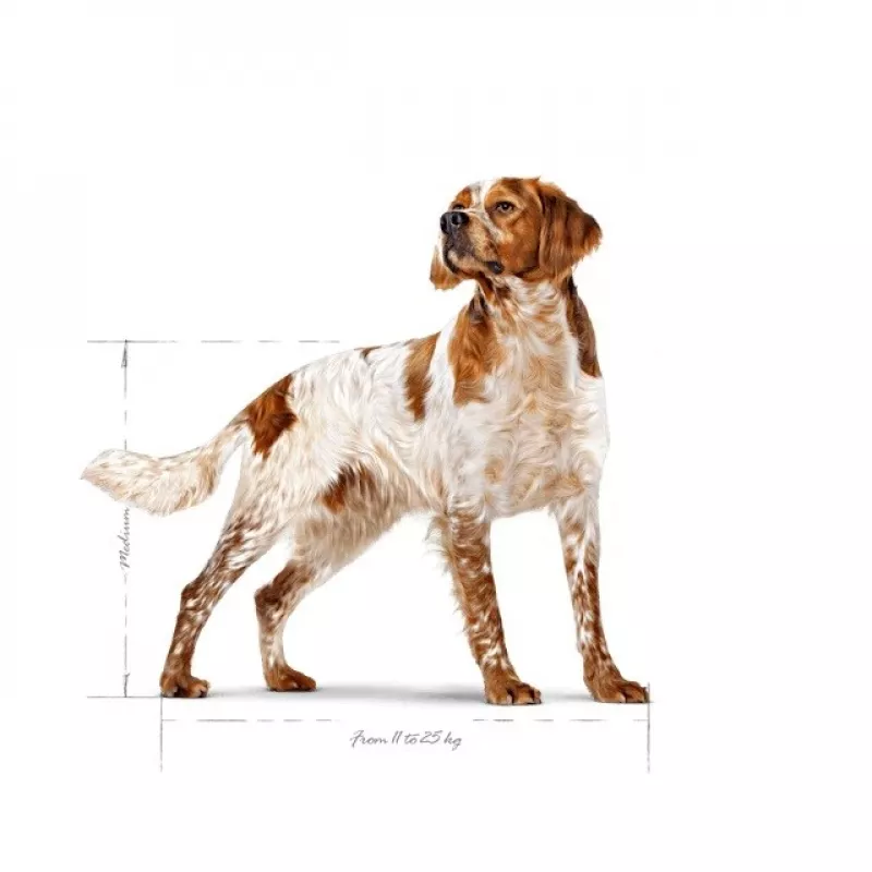 Royal Canin SHN Medium Adult dry dog food, 15 kg