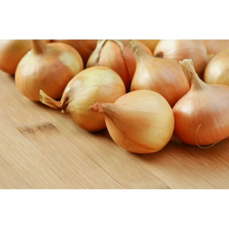 Wolska Onion Toraf Vegetable Seeds, 5g Pack
