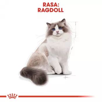Dry cat food Royal Canin Ragdoll Adult 2 kg — chicken, 32% protein, 18% fat