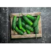 Cucumber Krak F1 Toraf Vegetable Seeds, 5g Package