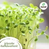 TORAF Vegetable Seed Set - 12 Pack