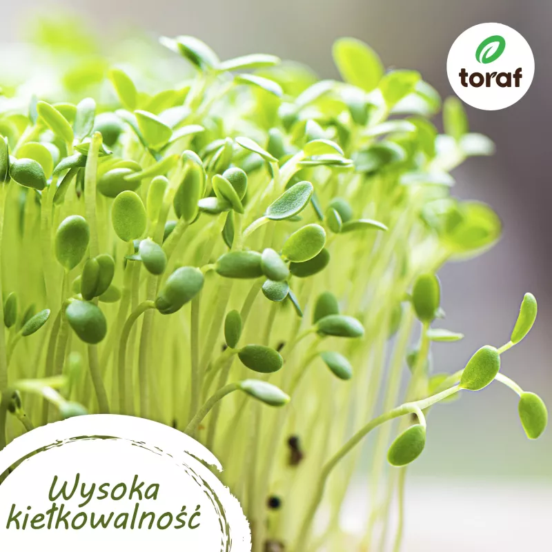 TORAF Vegetable Seed Set - 12 Pack