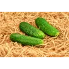 Polan F1 Cucumber PNOS Seeds on Tape, 6m Tape