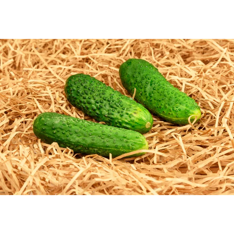 Polan F1 Cucumber PNOS Seeds on Tape, 6m Tape