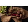 Egyptian Beetroot D'Egypte Toraf Vegetable Seeds, 10g Pack