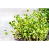 Black Sunflower Seeds PNOS for Sprouting, 20g Pack