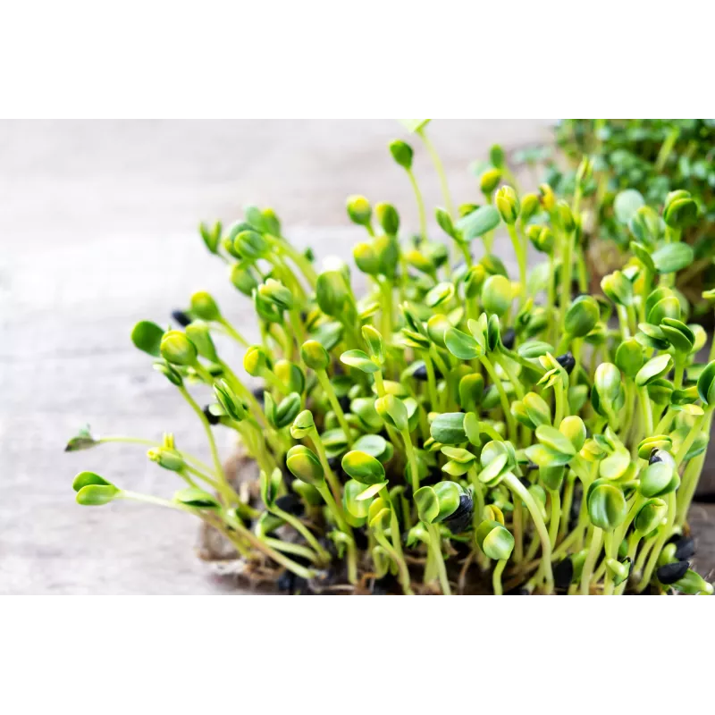 Black Sunflower Seeds PNOS for Sprouting, 20g Pack