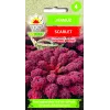 Scarlet Toraf Kale Seeds, 1g Pack
