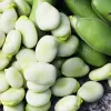 Seed packet Apte PNOS — Broad bean (fava) Jankiel Bialy, 50 g