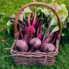 Seed Beetroot Apte Opolski — 100 seeds, high-yield table beet variety