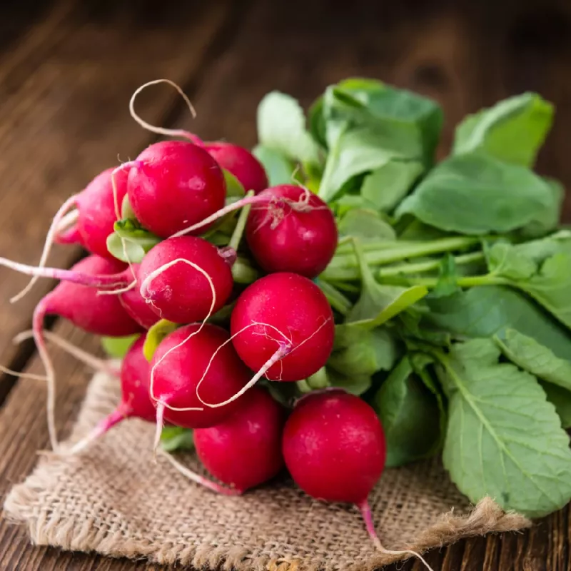 Seeds Apte Rzodkiewka CARMEN — Polish radish variety for year‑round cultivation