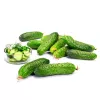 Cucumber Apte ŚREMSKI F1 on Tape 60 seeds, 6 m strip — early pickling variety
